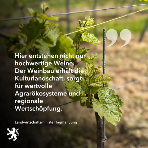 Bildtext: „Hier entstehen nicht nur hochwertige Weine. Der Weinbau erhält die Kulturlandschaft, sorgt für wertvolle Agrarökosysteme und regionale Wertschöpfung.“

Bildbeschreibung: Weinrebe in Nahaufnahme