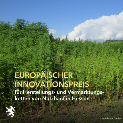 text: Europäischer Innovationspreis für Herstellungs- und Vermarktungsketten von Nutzhan﻿f in Hessen.

Bild: Nutzhanfplanze auf dem Acker
