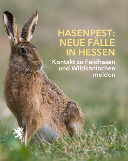 Ein Feldhase. 
Text: Hasenpest: Neue Fälle in Hessen 
- Kontakt zu Feldhasen und Wildkaninchen meiden